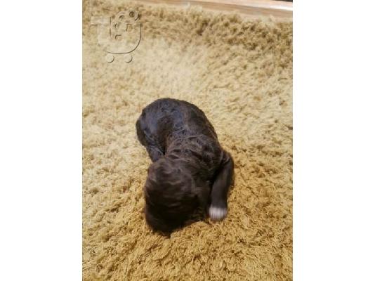 Lagotto Romagnolo, κουτάβια κρατήσεων